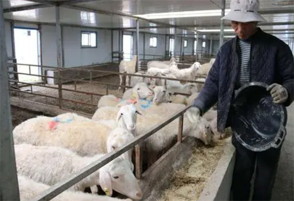 羊养殖加盟