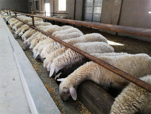 羊养殖加盟