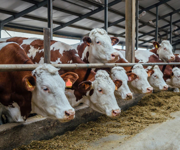 牛养殖加盟合作