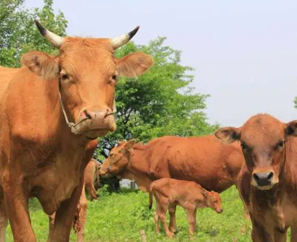 牛养殖加盟合作