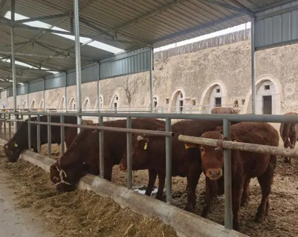 牛养殖加盟合作