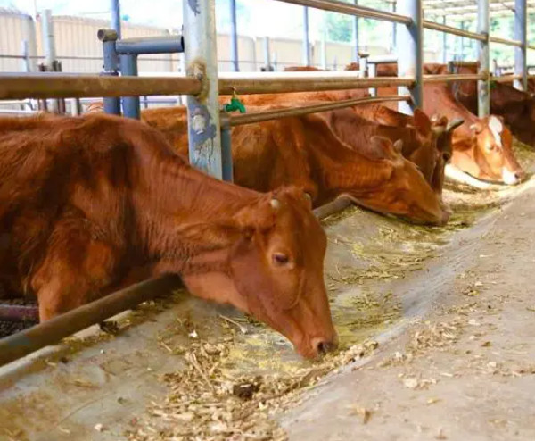 牛养殖加盟合作