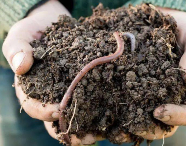 蚯蚓养殖加盟