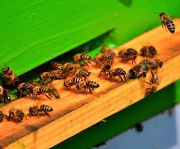 蜜蜂养殖