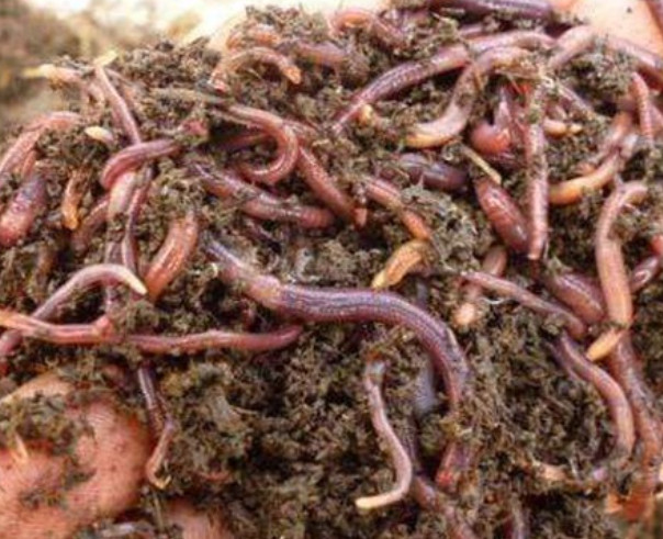 蚯蚓养殖加盟