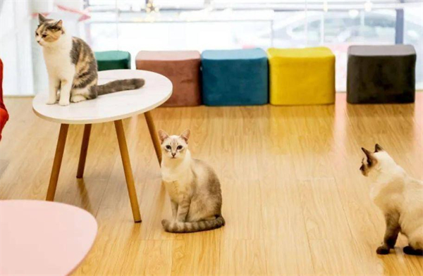 猫咖加盟