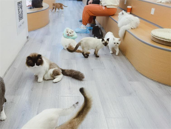 猫咖加盟