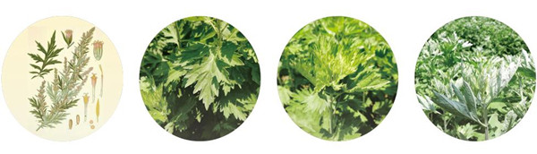 南阳国医仲景艾草加盟