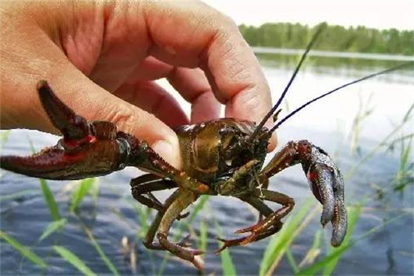 小龙虾养殖加盟