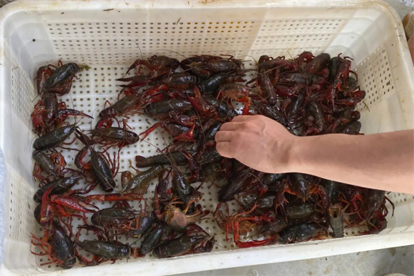 小龙虾养殖加盟