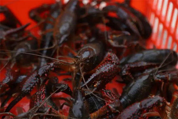 小龙虾养殖加盟