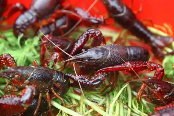 小龙虾养殖加盟