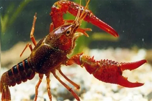 小龙虾养殖加盟