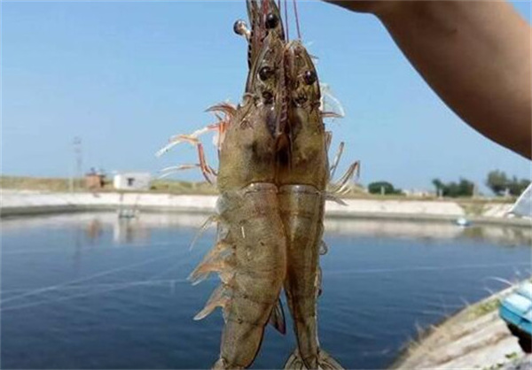 南美白对虾养殖