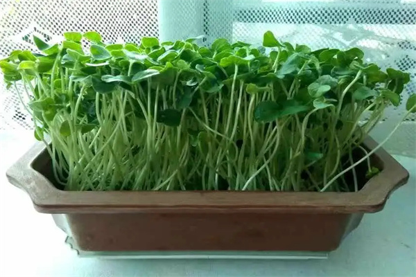 亿涵芽苗菜加盟