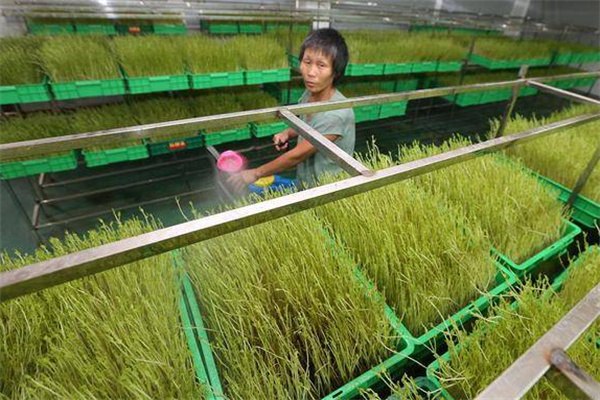 亿涵芽苗菜加盟