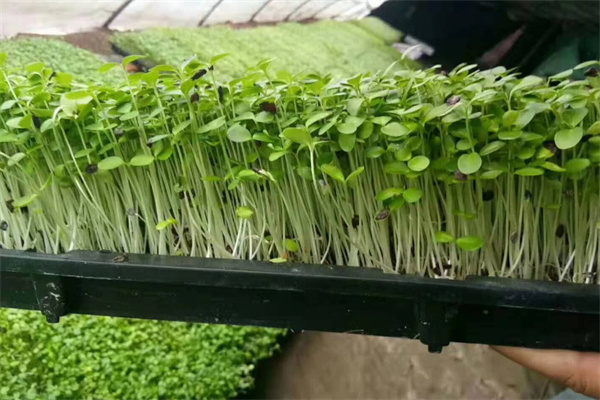 亿涵芽苗菜加盟