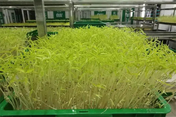 亿涵芽苗菜加盟