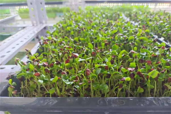 亿涵芽苗菜加盟