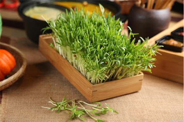 亿涵芽苗菜加盟