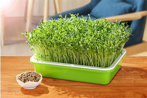 亿涵芽苗菜加盟