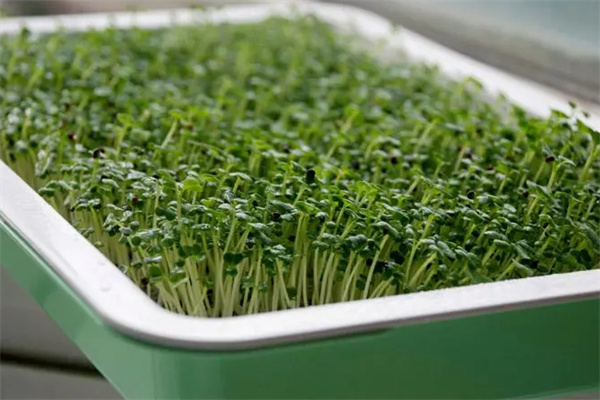 亿涵芽苗菜加盟