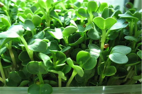 亿涵芽苗菜加盟