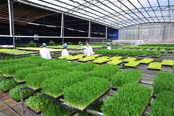 亿涵芽苗菜加盟