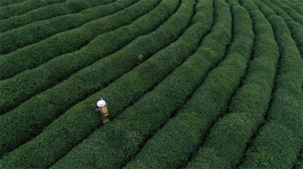 霸王茶姬加盟电话是多少？
