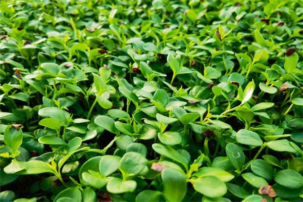 红星田园芽苗菜加盟费