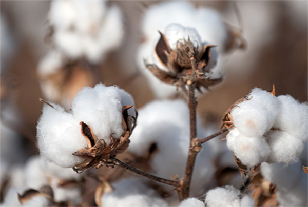 梦洁家纺加盟费