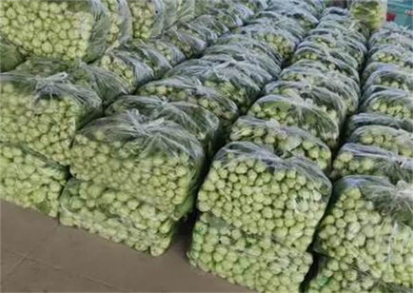 上海青种植利润分析