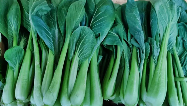 上海青种植利润分析