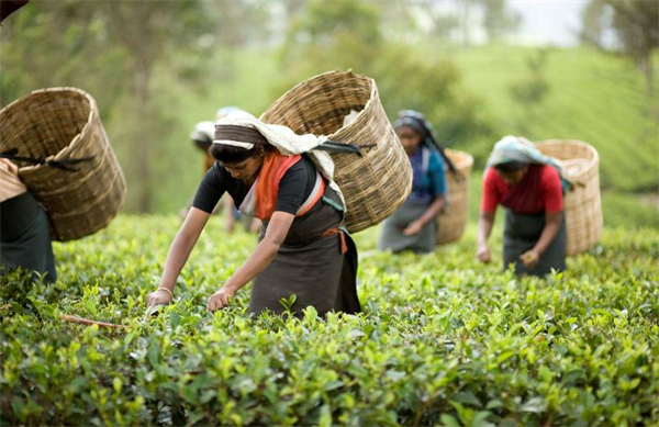 茶太良品奶茶加盟费