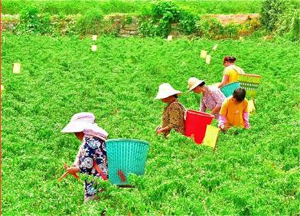 大龙焱火锅加盟