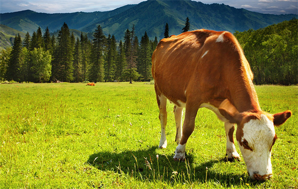牛宝贝火锅加盟
