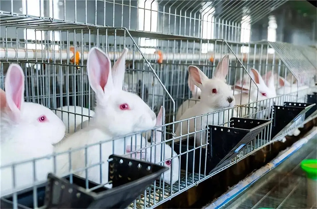 小型养殖做什么能挣钱？盘点那些利润可观的养殖种类！