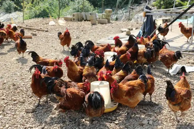 农村养鸡挣钱吗？农村养鸡怎么挣钱？