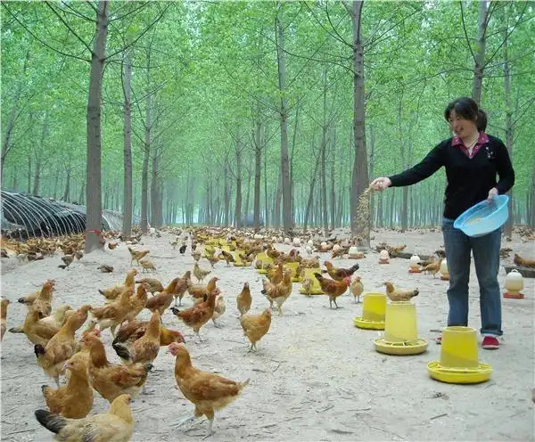 农村养鸡挣钱吗？农村养鸡怎么挣钱？