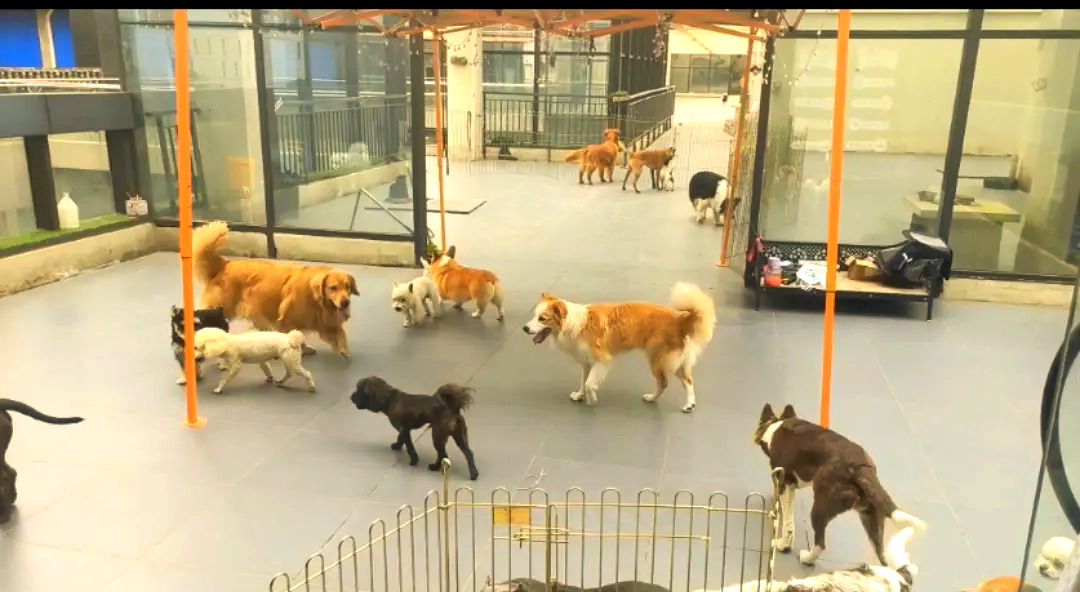 揭秘：前景广阔且值得尝试的宠物托管所创业项目有哪些？