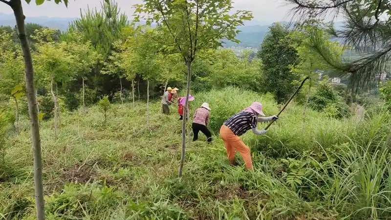 闲置土地种什么树木挣钱？揭秘高收益树种与林业创收密码！