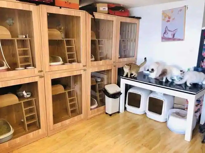 揭秘：前景广阔且值得尝试的宠物托管所创业项目有哪些？